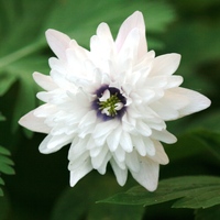 Anemone nemorosa 'Blue Eyes' Photo: A. Hoog